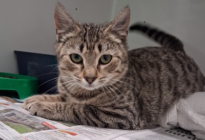Bob - Domestic Short Hair