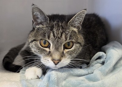 Misty - Domestic Short Hair