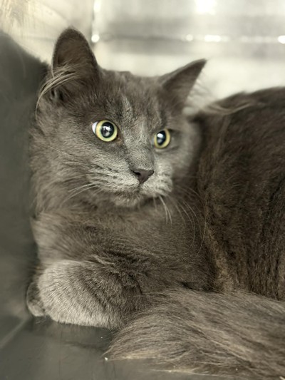 Red - Domestic Short Hair