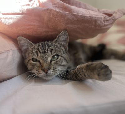 Lil' Lady