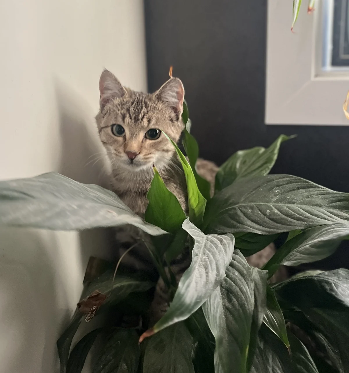 Gallery image: Lil' Lady
