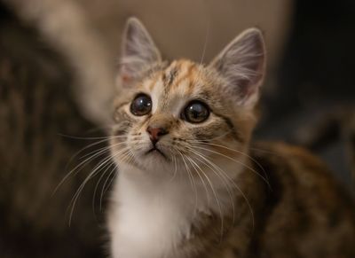 Meeka