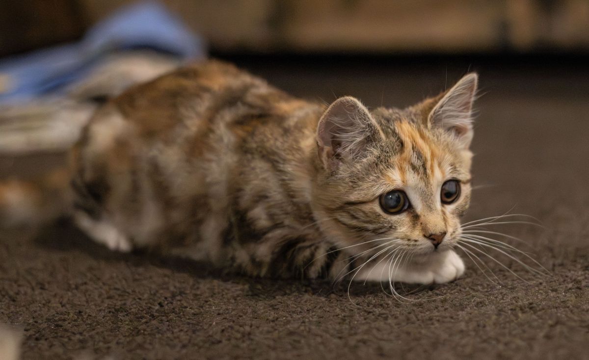 Gallery image: Meeka