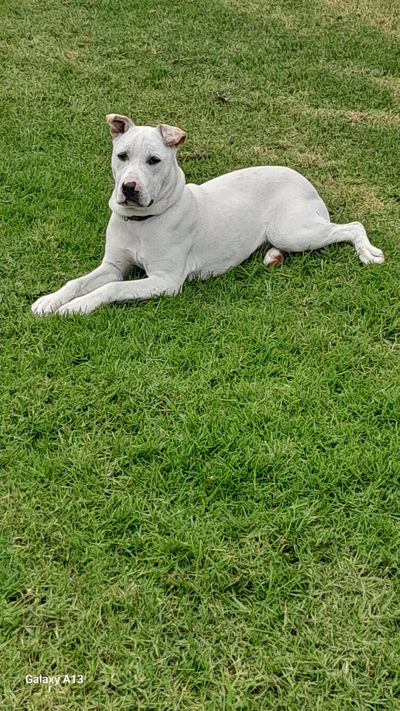 Echo