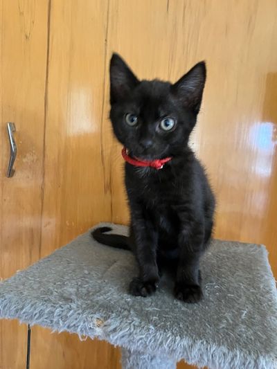 Binx