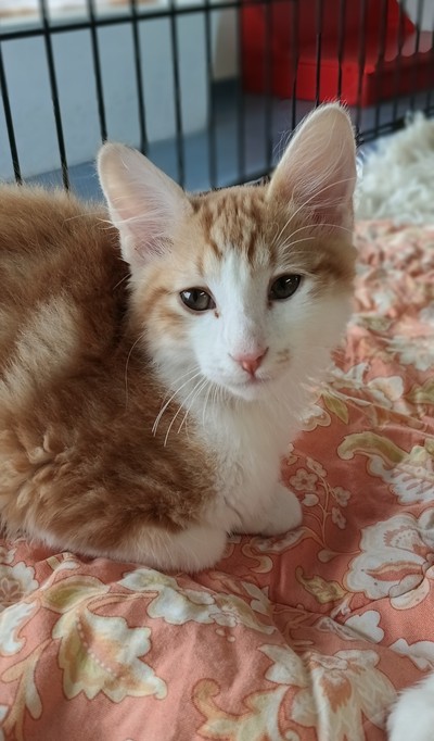 Harry - Domestic Medium Hair