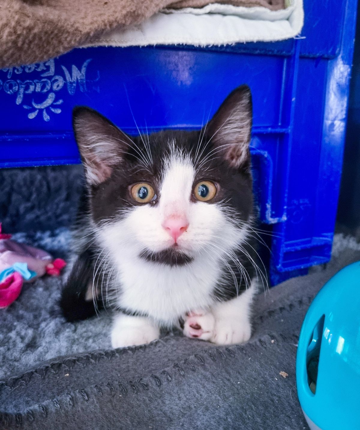 Gallery image: Monty