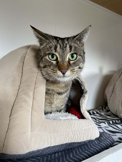 Nefertiti