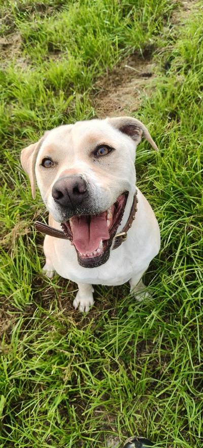 Milo - Labrador