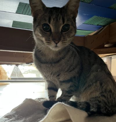 Simone