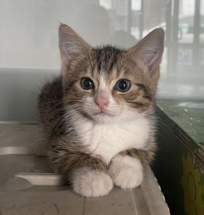 Waldorf