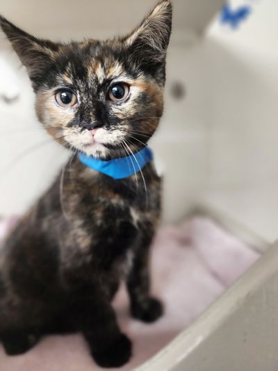 Nova