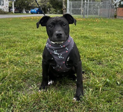 Wiggle - Staffy