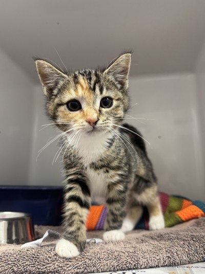 Maple - Domestic Short Hair