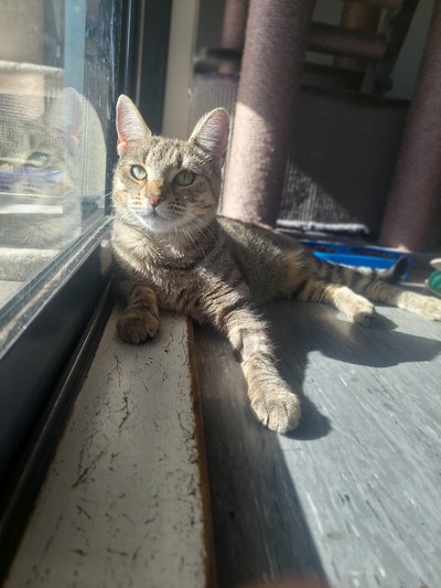 Simone - Domestic Short Hair
