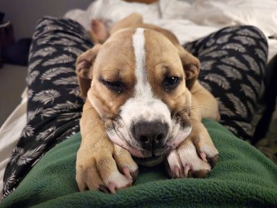 Calling all fosters – SPCA encourages kiwis to become part of the foster family this winter 
