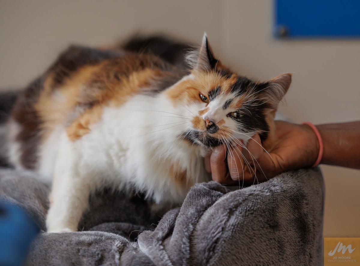 Kittens and cats find homes through SPCA’s ‘Super Mums’ adoption campaign and walk-in Caturdays