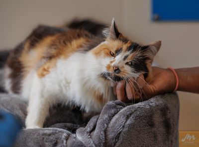 Kittens and cats find homes through SPCA’s ‘Super Mums’ adoption campaign and walk-in Caturdays