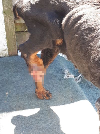 SPCA prosecutes couple for failing to care for dog with cancerous foot