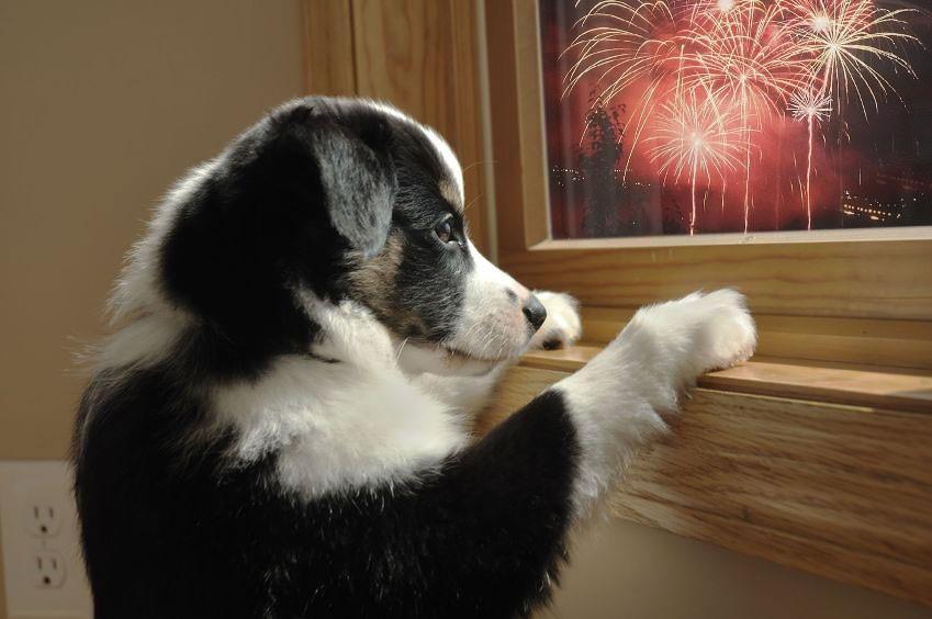 Guy Fawkes is not every pet’s idea of fun – SPCA’s tips for fireworks season