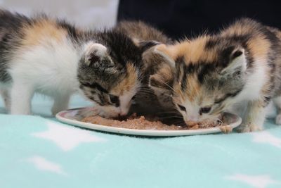 A pitter-patter of tiny paws across New Zealand 