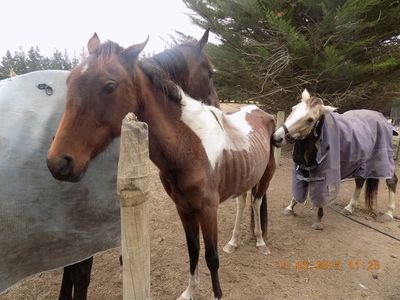 SPCA prosecutes woman for starving her horses