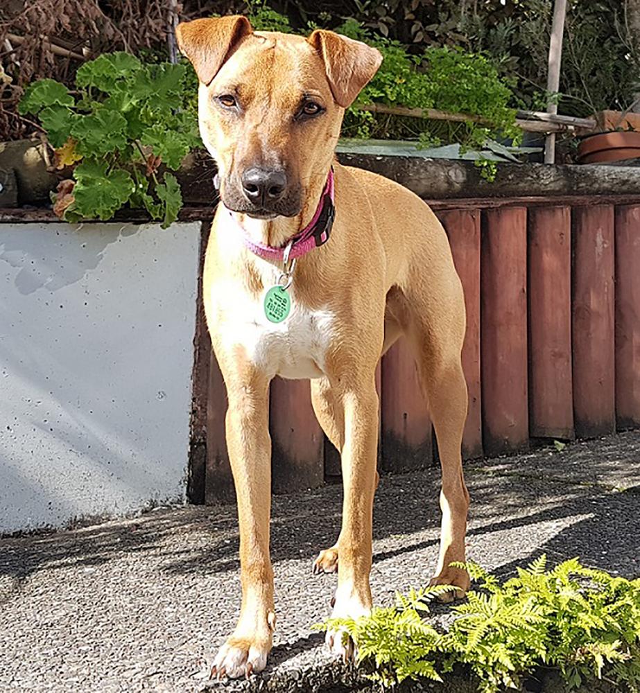 maia-spca-new-zealand