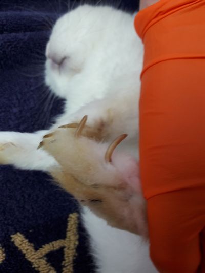 SPCA prosecutes woman for neglecting her pet rabbit