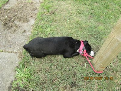 SPCA prosecutes man after he kicks and kills partner’s dog