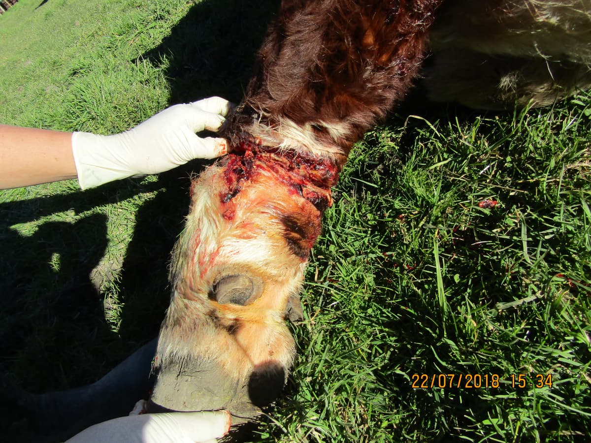 News: SPCA prosecutes man for ill-treatment of his injured cow • SPCA