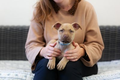 A puppy's first year of life