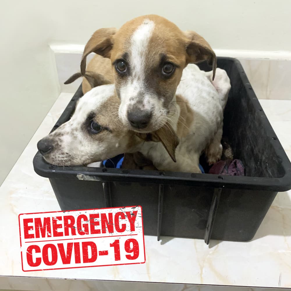Help care for animals during COVID-19