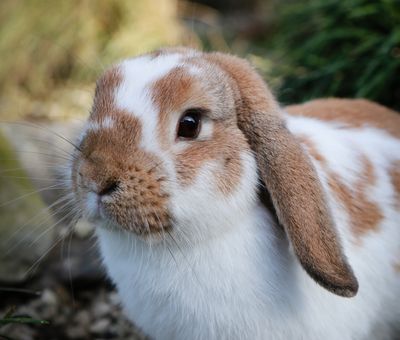 How to Improve Your Pet Rabbit’s Quality of Life 