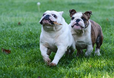Trade Me bans sale of Pugs, British Bulldogs and French Bulldogs