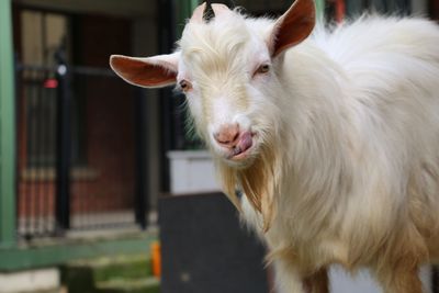 From tethered to treasured