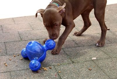 SPCA no longer banned from rehoming ‘classified’ dogs after changes to national action plan