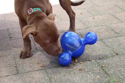 SPCA encourages awareness of animal anxiety as  owners’ head back to work