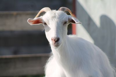 Goats aren’t lawnmowers; how to care for your pet goat.  