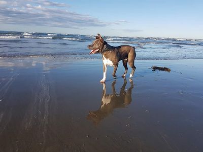 Great New Zealand Dog Walks