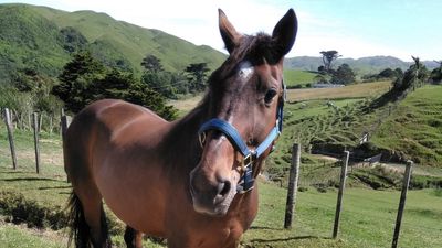 Jinx: the horse that was with SPCA for four years 