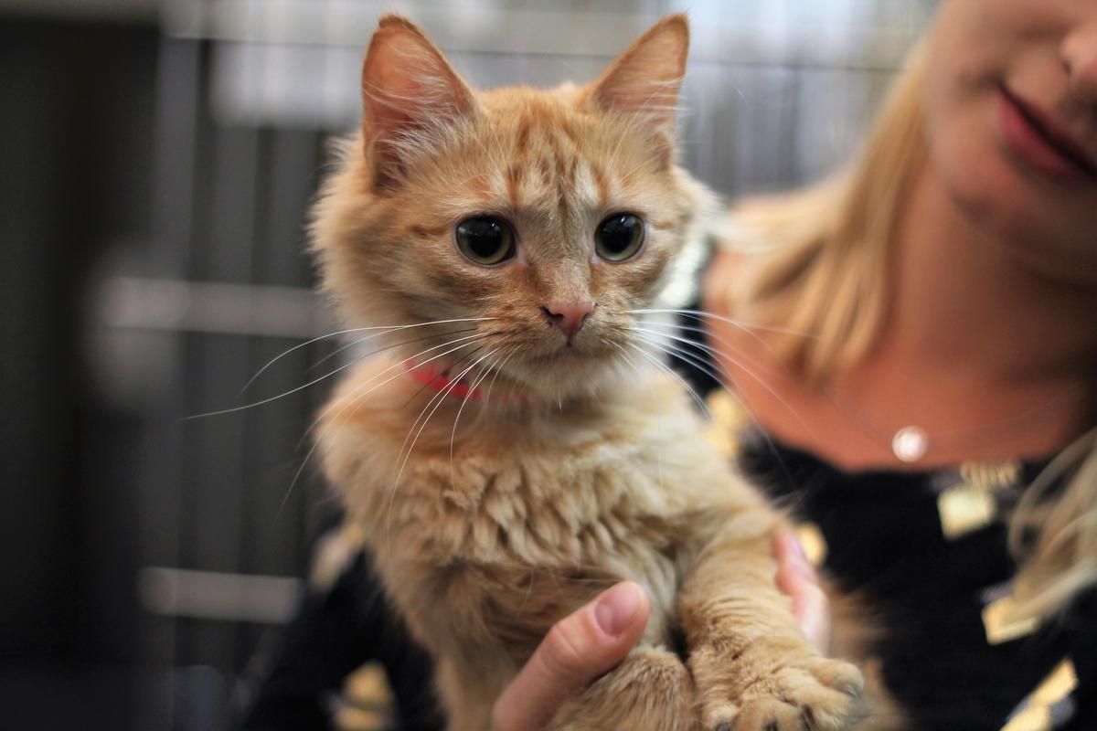 Animal Care Assistant – Cats