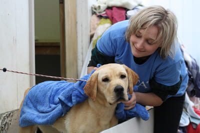 Canine Volunteer