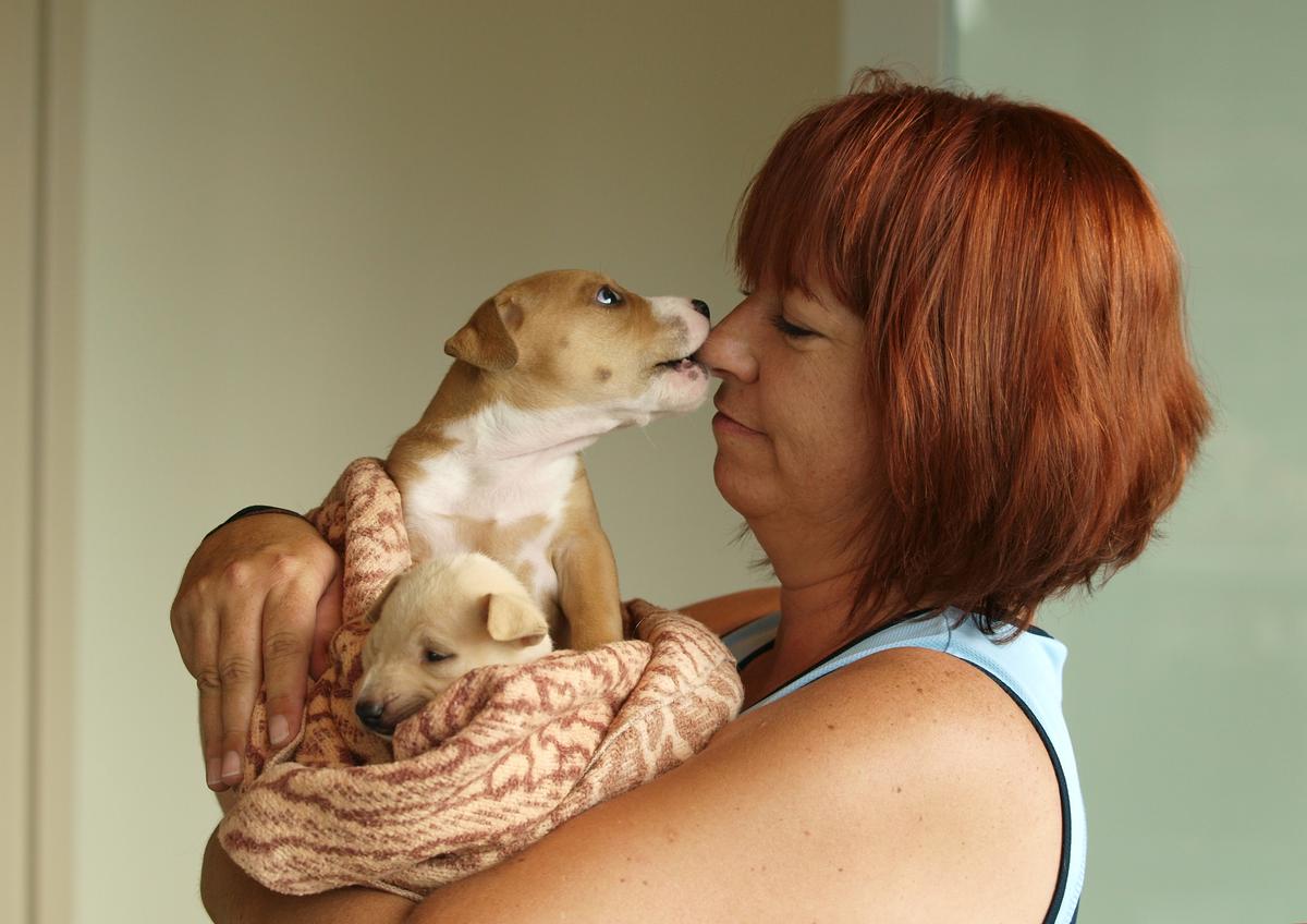 Foster parent - dogs and puppies