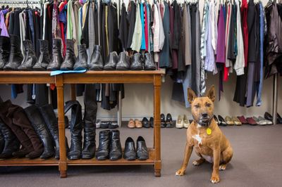 Op Shop administration volunteer - Tay Street Op Shop