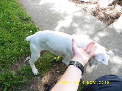 SPCA prosecutes man for docking puppies’ tails 