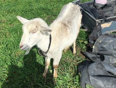 SPCA prosecutes woman after neglecting her goat
