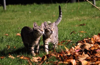 Desexing partnership prevents hundreds of unwanted litters 