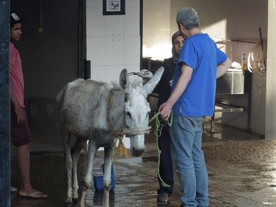 World Veterinary Day 2020: SPCA Veterinarian clocks up 60,000 desexing operations over 25 years