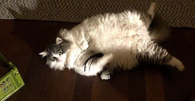 10.4 kg cat beings weight-loss journey