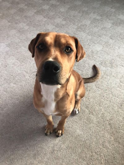 Meet the dog who has spent most his life at SPCA